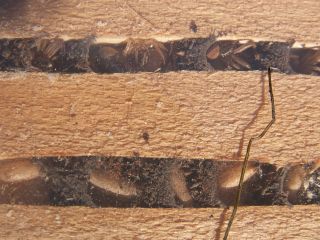 Vögsteklar pompilidae Dipogon